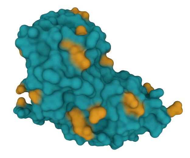 polymerase image