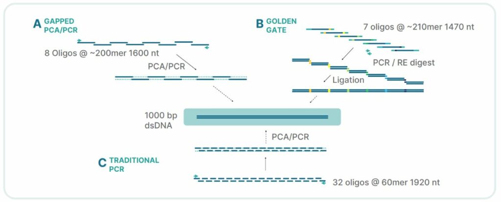 Gene Synthesis, Oligo Assembly, Gapped PCR, Golden Gate Assembly, Oligonucleotide DNA Assembly, Repetitive Sequence Assembly