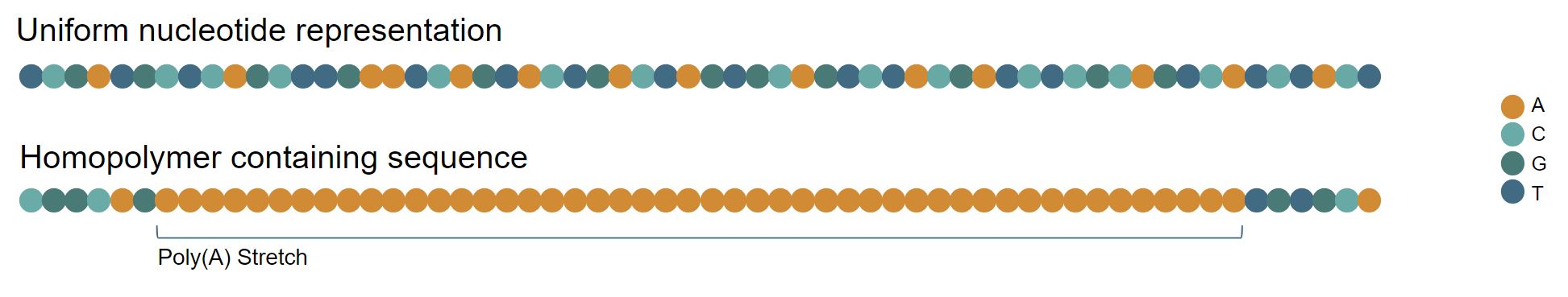 Homopolymer DNA Sequence Diagram, poly(A) stretch (molecular biology diagram)