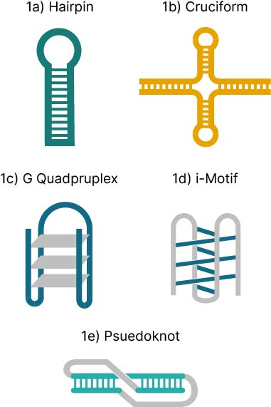 secondary structure diagram, hairpin loop, g-quadruplex, I-motif, cruciform, pseudoknot (molecular biology diagram)