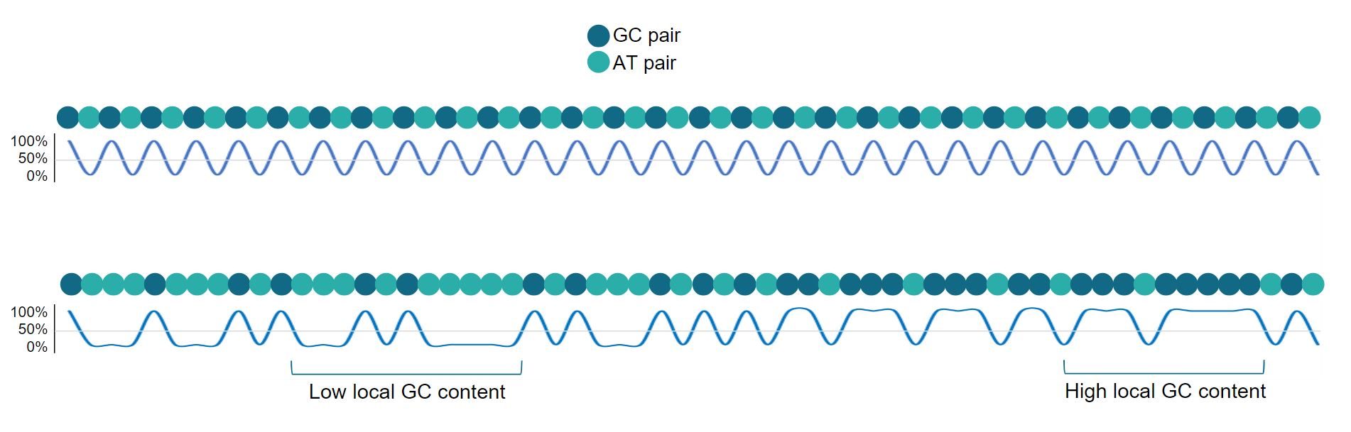 DNA Sequence, GC rich repeats, CpG Islands, local GC content, global GC content (DNA Complexity)