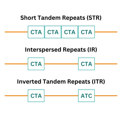 DNA Repetitive Elements Diagram, Short Tandem Repeats (STR), Interspersed Repeats (IRs), Inverted Tandem Repeats (ITR)